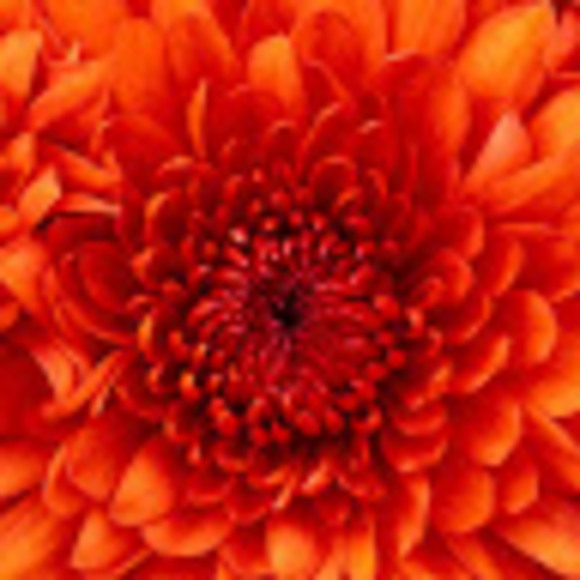 cassandra_hogue